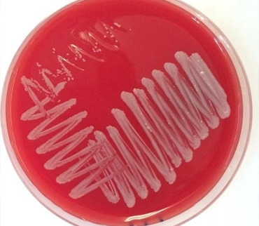 Microbiología